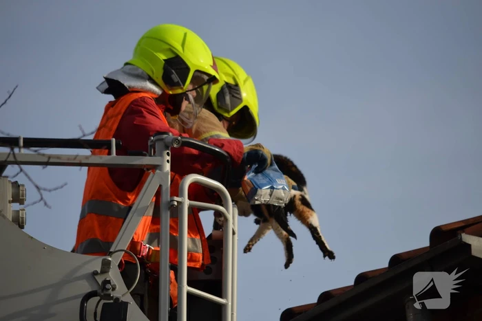 Brandweer redt kat uit dakgoot