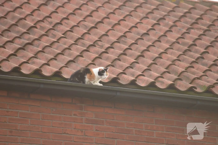 Brandweer redt kat uit dakgoot