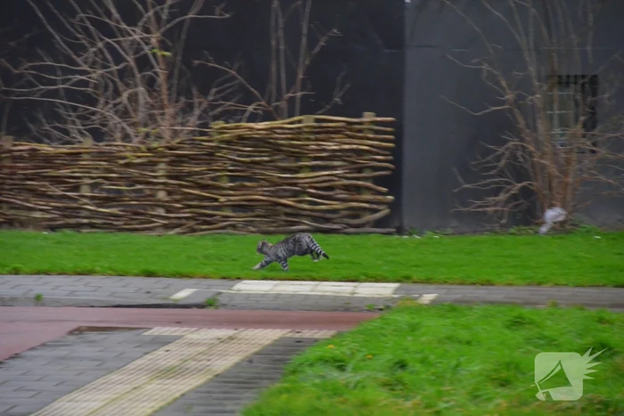 Kat uit boom gered