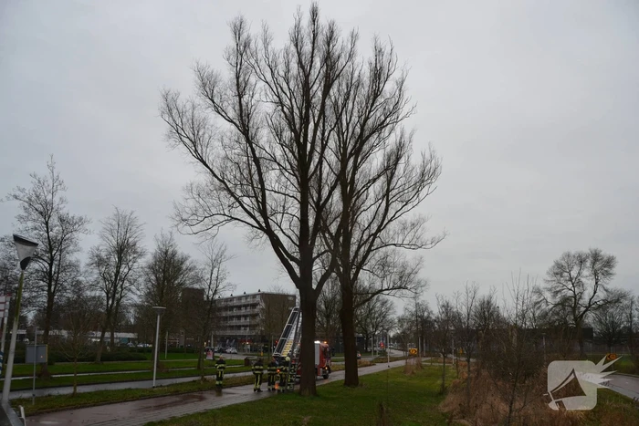 Kat uit boom gered
