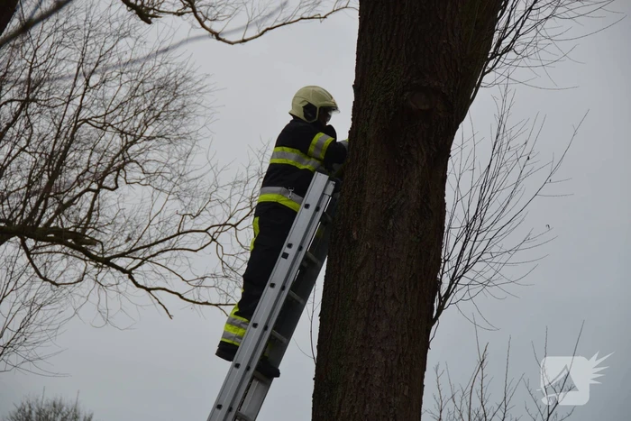 Kat uit boom gered