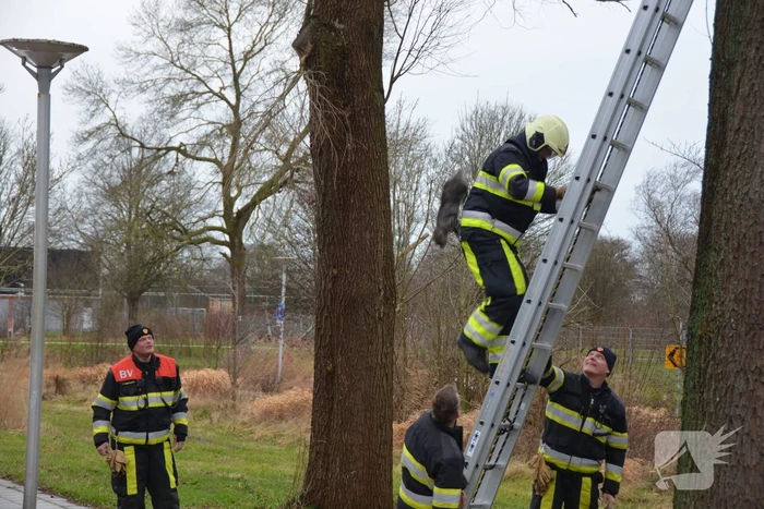 Kat uit boom gered