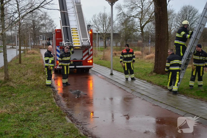 Kat uit boom gered