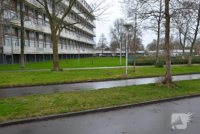 Kat uit boom gered