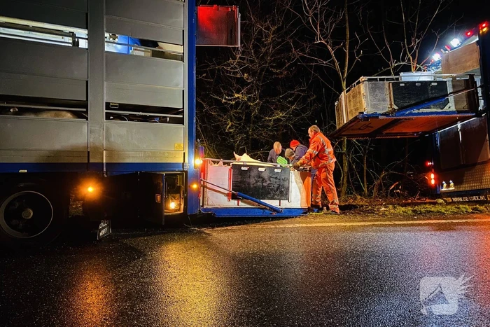 Vrachtwagen met varkens belandt naast de weg