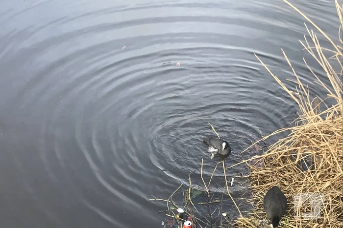 Meerkoet komt vast te zitten in stuk plastic