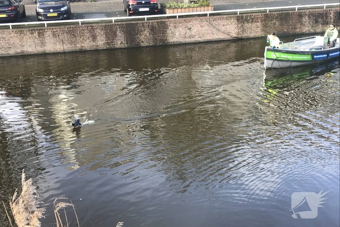 Meerkoet komt vast te zitten in stuk plastic