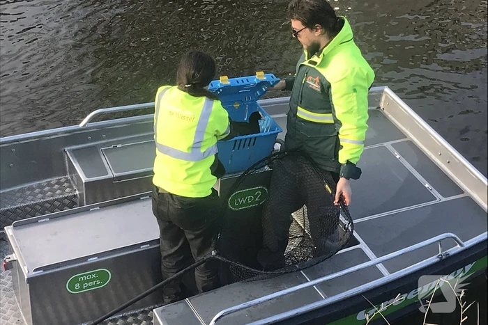 Meerkoet komt vast te zitten in stuk plastic