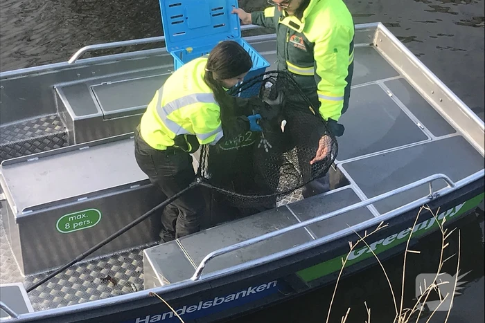 Meerkoet komt vast te zitten in stuk plastic