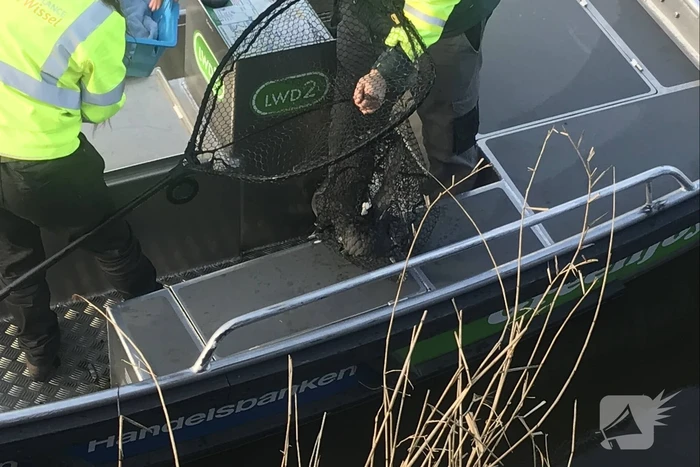 Meerkoet komt vast te zitten in stuk plastic