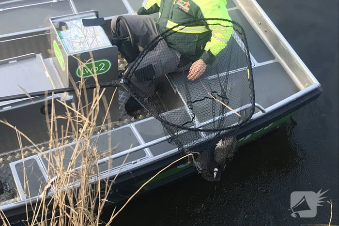 Meerkoet komt vast te zitten in stuk plastic
