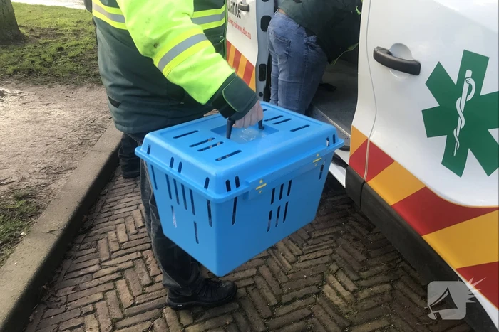 Meerkoet komt vast te zitten in stuk plastic