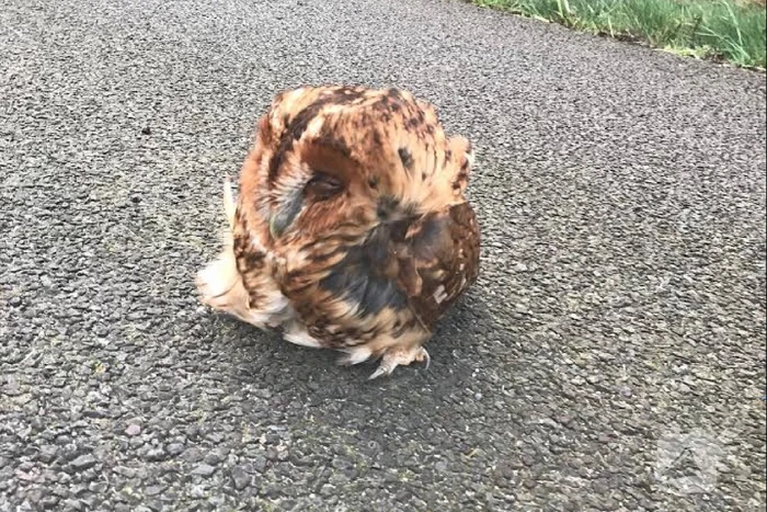 Slapende uil op vluchtstrook snelweg aangetroffen