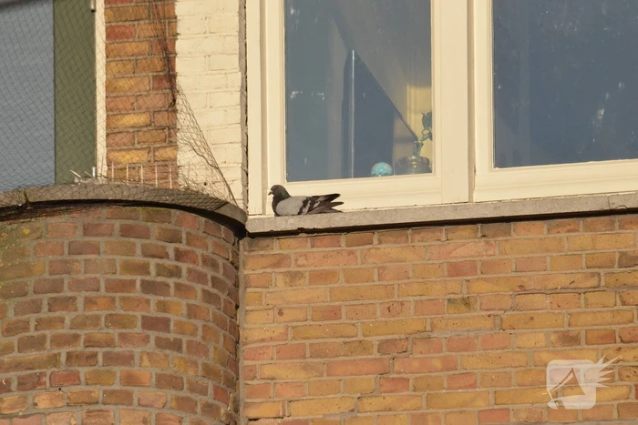 Duif door brandweer uit een net gehaald