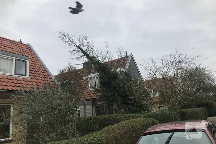 Boom drijgt op schuur te vallen