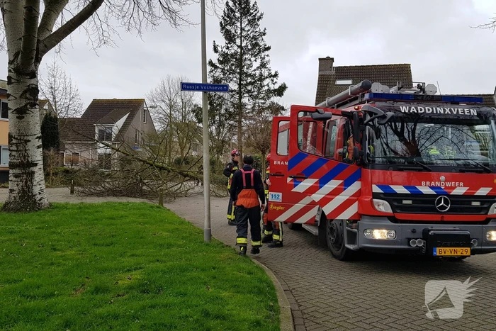 Boom val om midden op straat