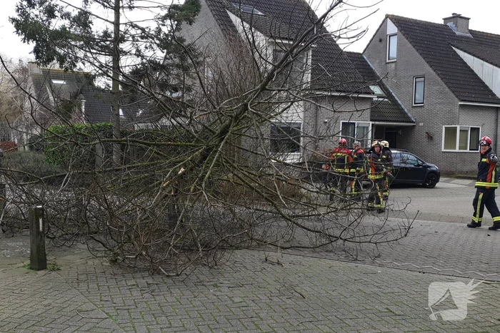 Boom val om midden op straat
