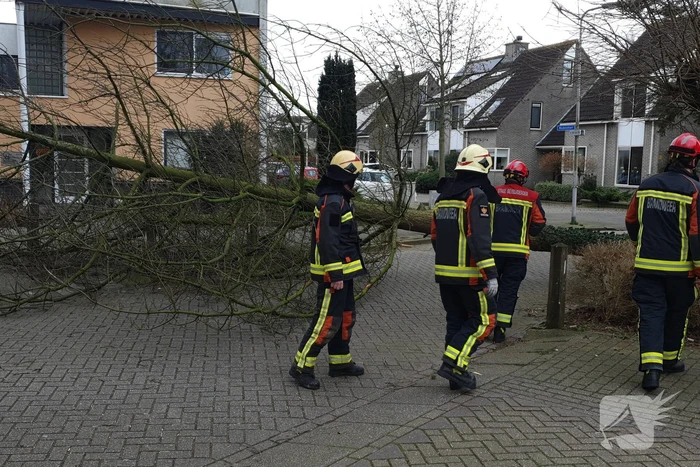 Boom val om midden op straat