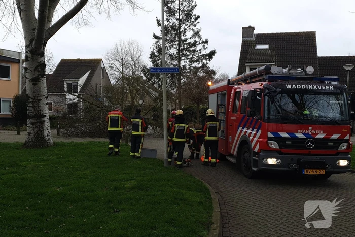 Boom val om midden op straat