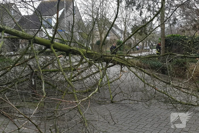 Boom val om midden op straat