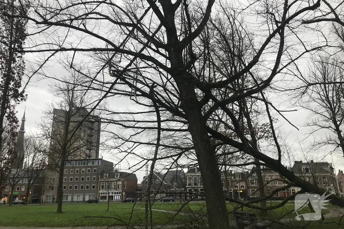 Gemeente ruim omgewaaide boom op