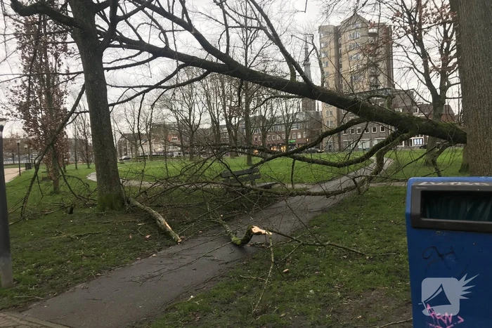 Gemeente ruim omgewaaide boom op