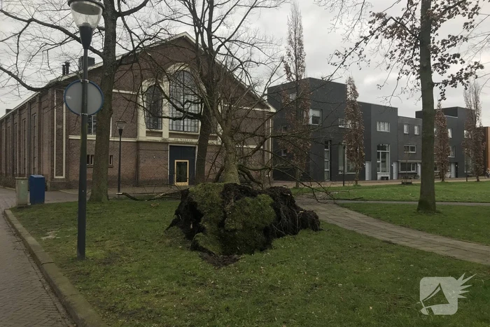 Gemeente ruim omgewaaide boom op