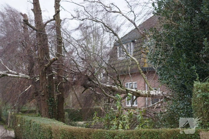 Kabels in mast beschadigd door omgevallen boom