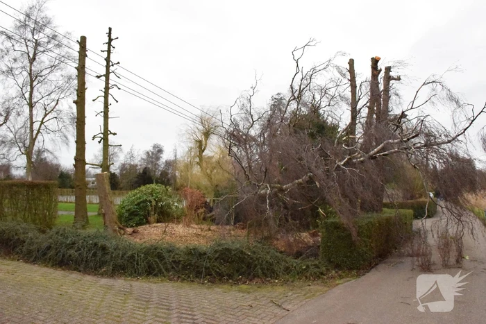 Kabels in mast beschadigd door omgevallen boom