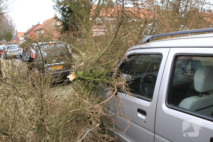 Boom valt op auto