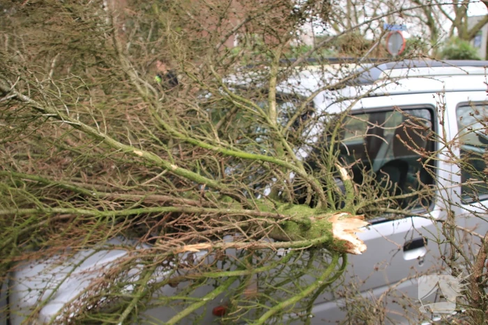 Boom valt op auto