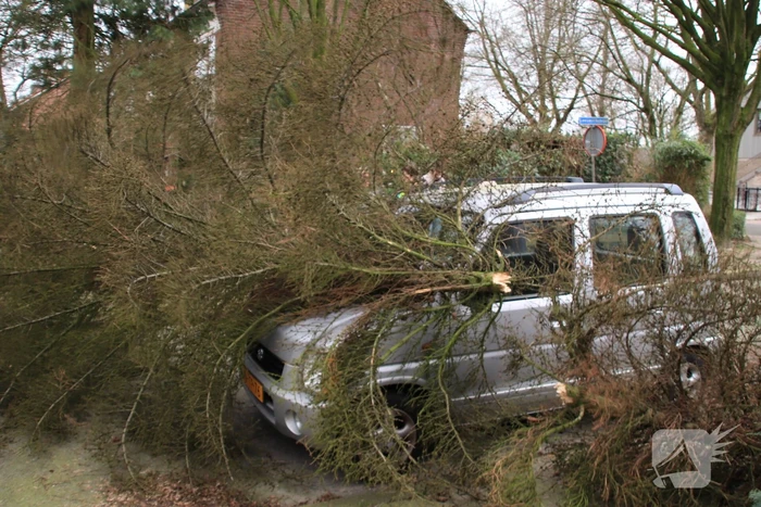 Boom valt op auto