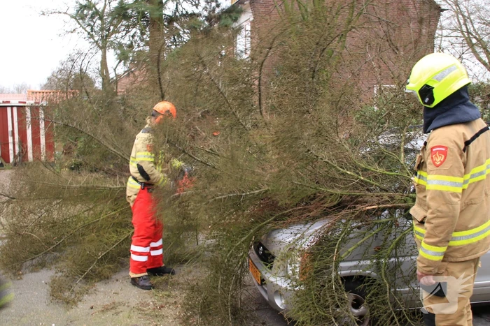 Boom valt op auto