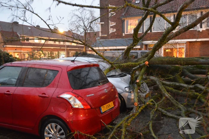 Grote boom belandt op geparkeerde auto