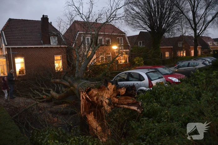 Grote boom belandt op geparkeerde auto