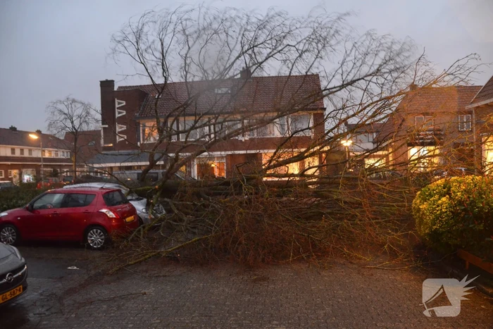 Grote boom belandt op geparkeerde auto