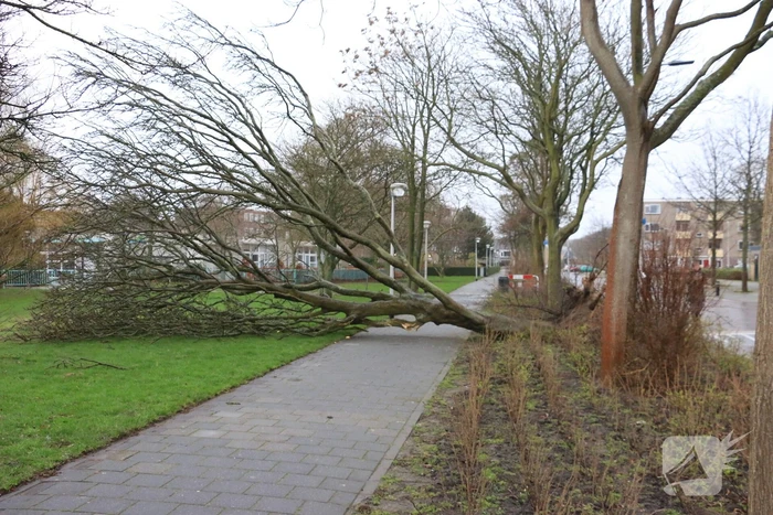 Brandweer zaagt omgewaaide boom in stukken