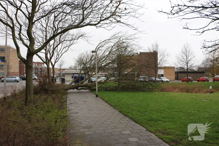 Brandweer zaagt omgewaaide boom in stukken