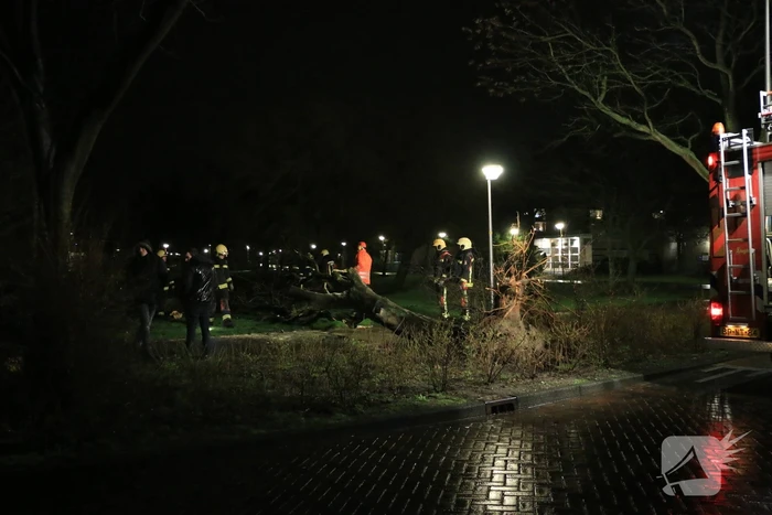 Brandweer zaagt omgewaaide boom in stukken