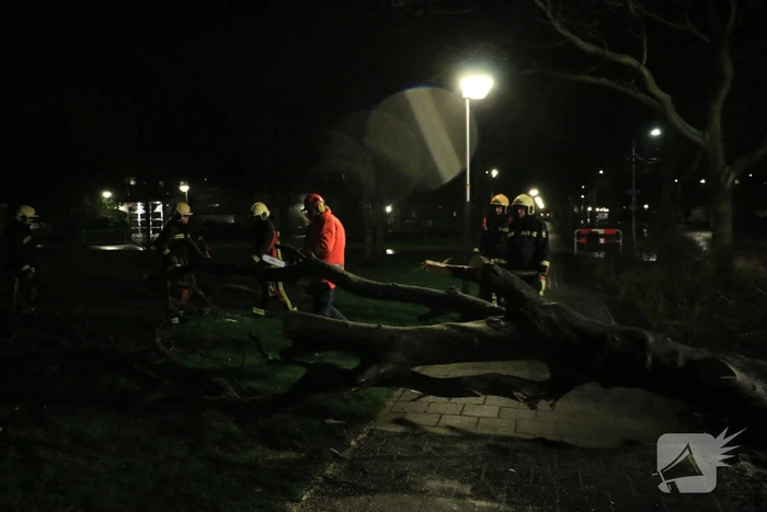 Brandweer zaagt omgewaaide boom in stukken