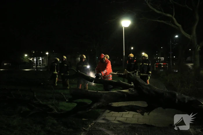Brandweer zaagt omgewaaide boom in stukken