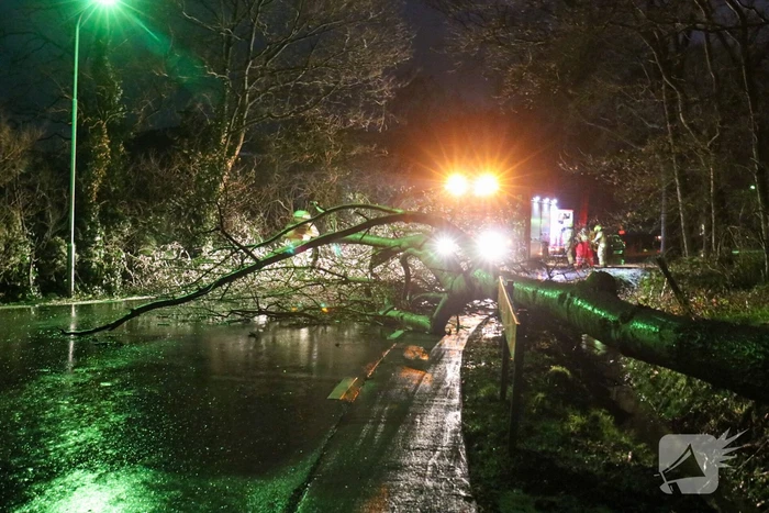 Grote boom versperd weg