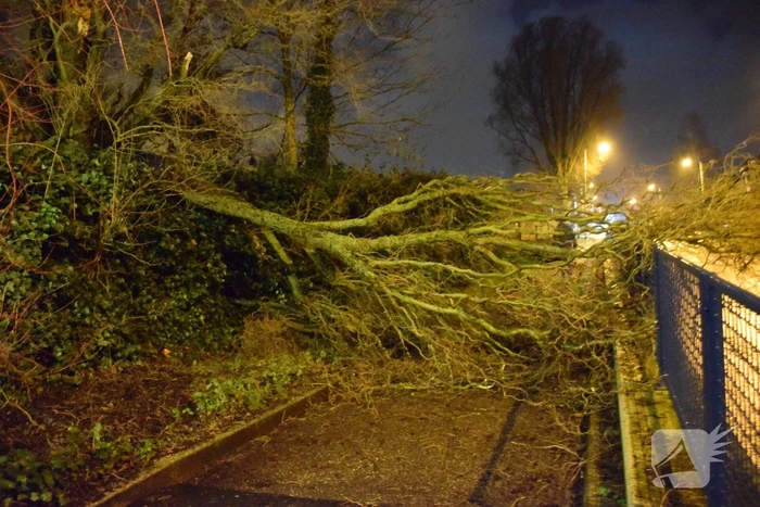 Voorbijgangers vinden omgeknakte boom op fietspad