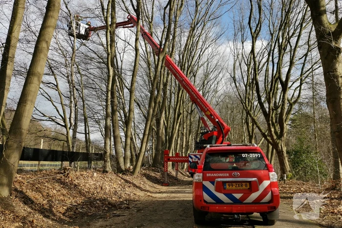 Boom dreigt op A12 te vallen