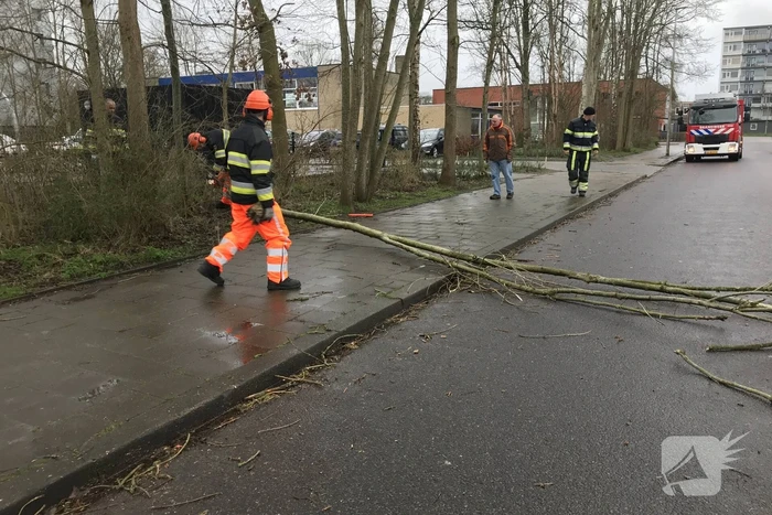 Brandweer haalt gevaarlijk hangende boom neer