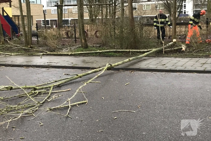 Brandweer haalt gevaarlijk hangende boom neer