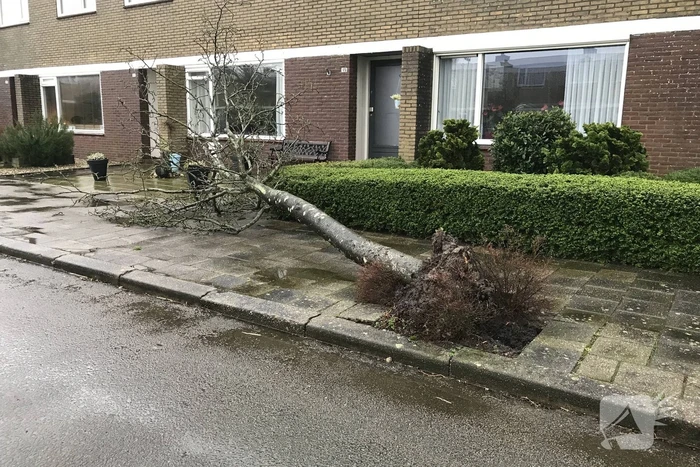 Brandweer haalt gevaarlijk hangende boom neer
