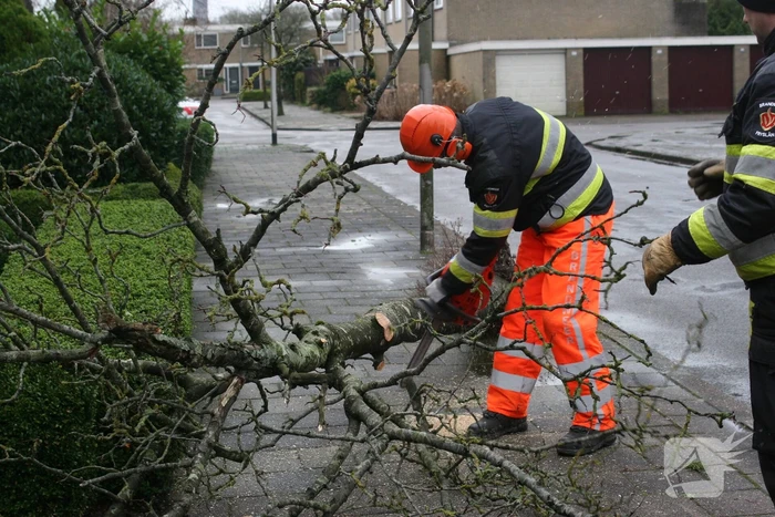 Brandweer haalt gevaarlijk hangende boom neer