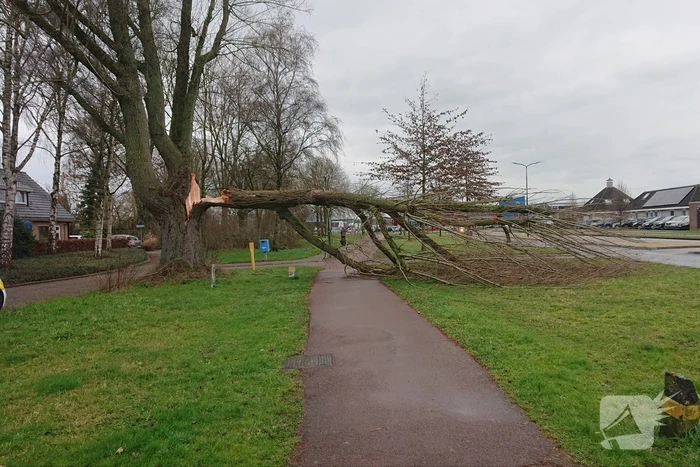 Afgebroken boom verspert fietspad