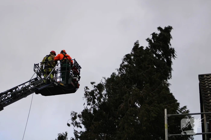 Hoge boom ingescheurd